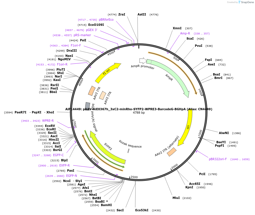 236588-plasmid-map-sequence-id-472835