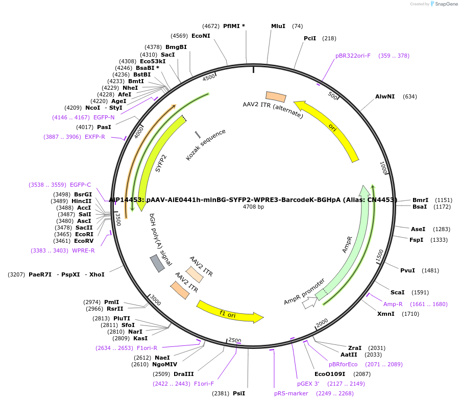 236592-plasmid-map-sequence-id-472836