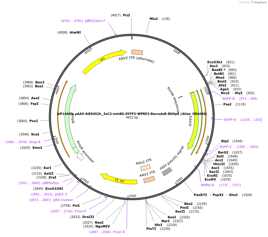 236599-plasmid-map-sequence-id-472837