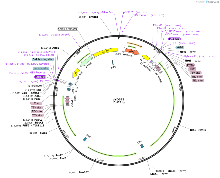 235733-plasmid-map-sequence-id-472847