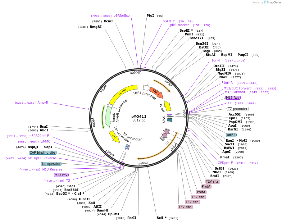 235732-plasmid-map-sequence-id-472852