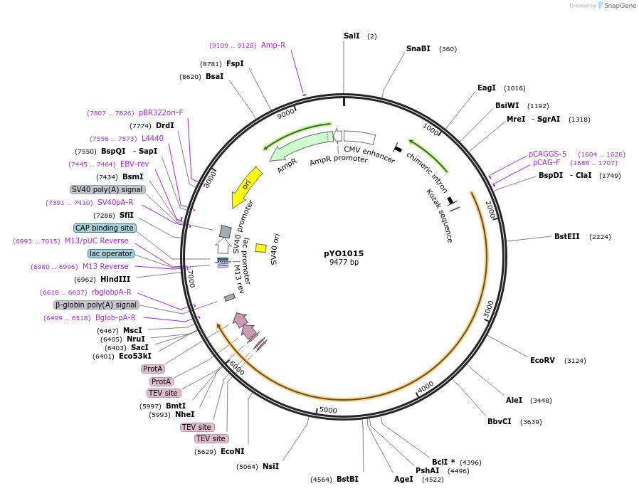 235704-plasmid-map-sequence-id-472853