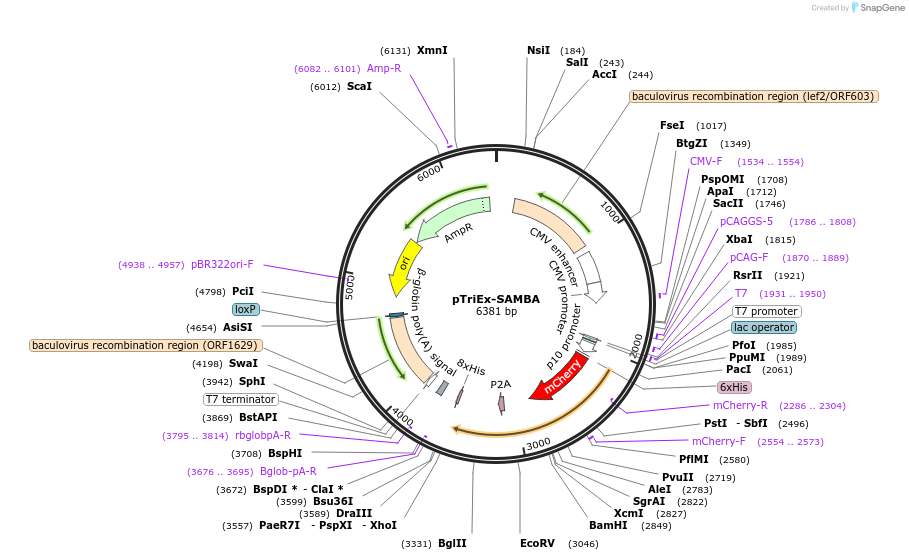 236390-plasmid-map-sequence-id-472854