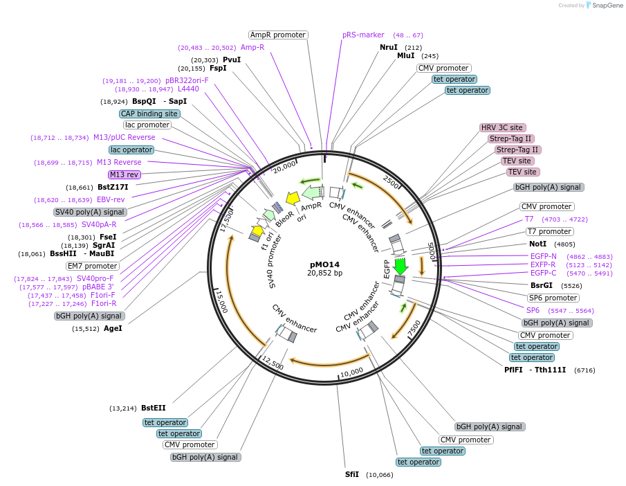 235736-plasmid-map-sequence-id-472856