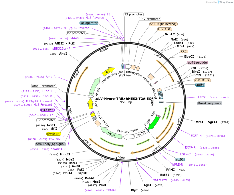 236630-plasmid-map-sequence-id-472858