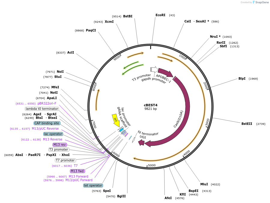 234660-plasmid-map-sequence-id-472864