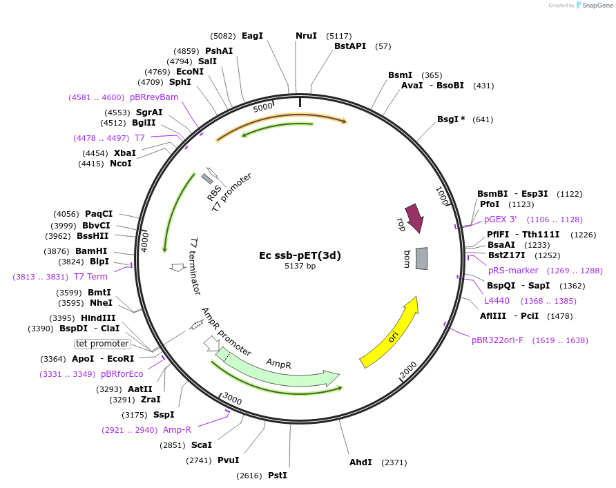 237240-plasmid-map-sequence-id-472868