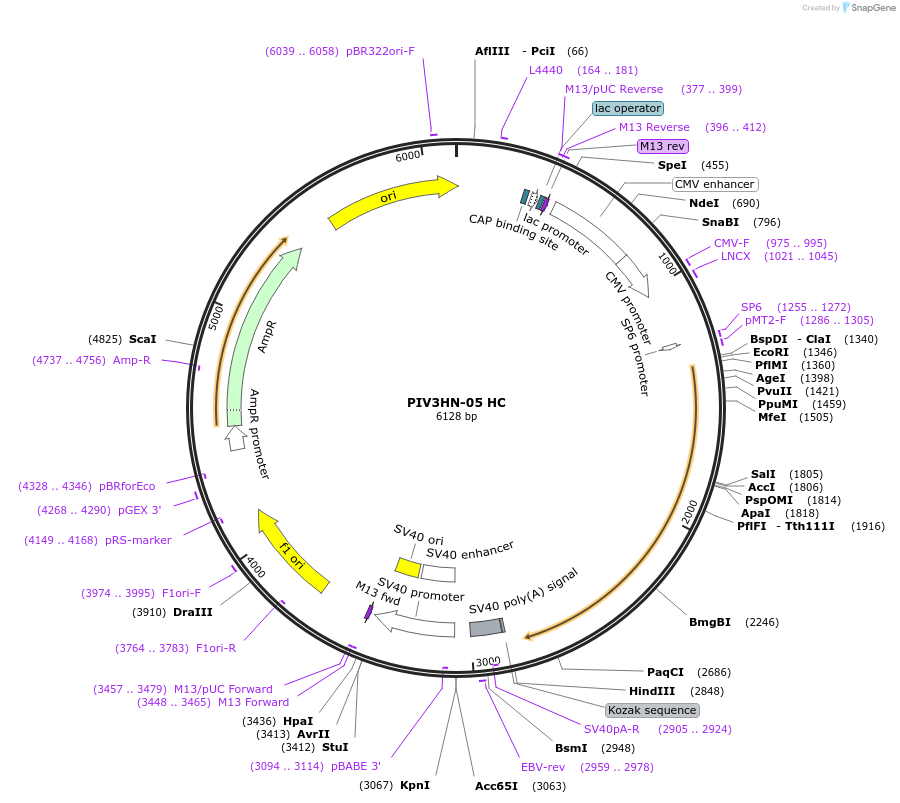 236189-plasmid-map-sequence-id-472871