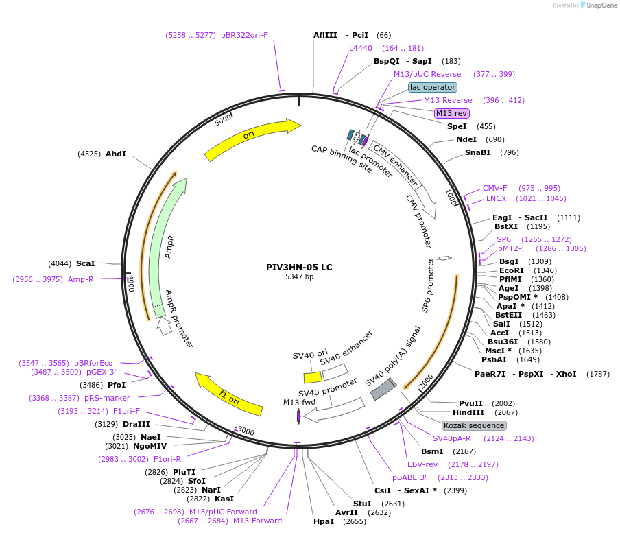 236190-plasmid-map-sequence-id-472872