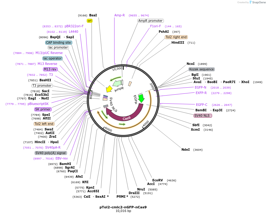 238308-plasmid-map-sequence-id-472875