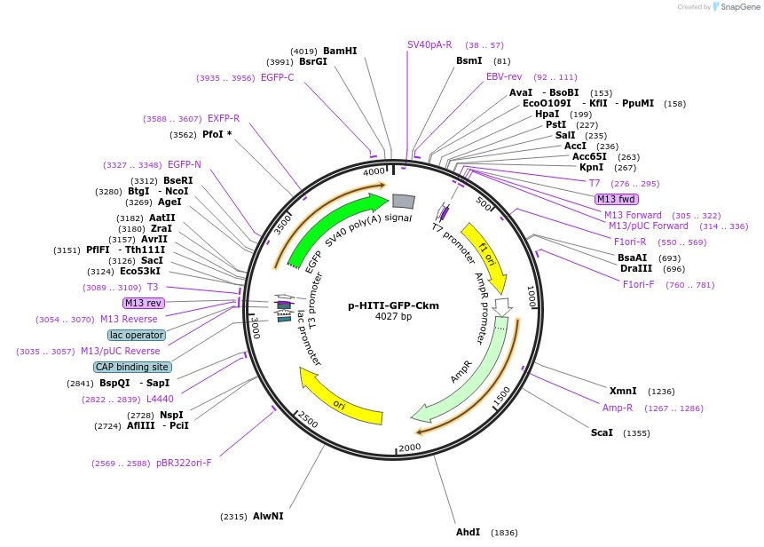 226119-plasmid-map-sequence-id-472877