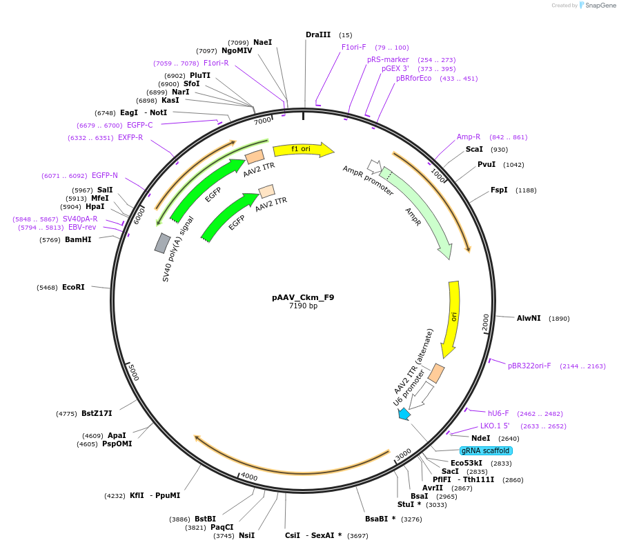 226140-plasmid-map-sequence-id-472878