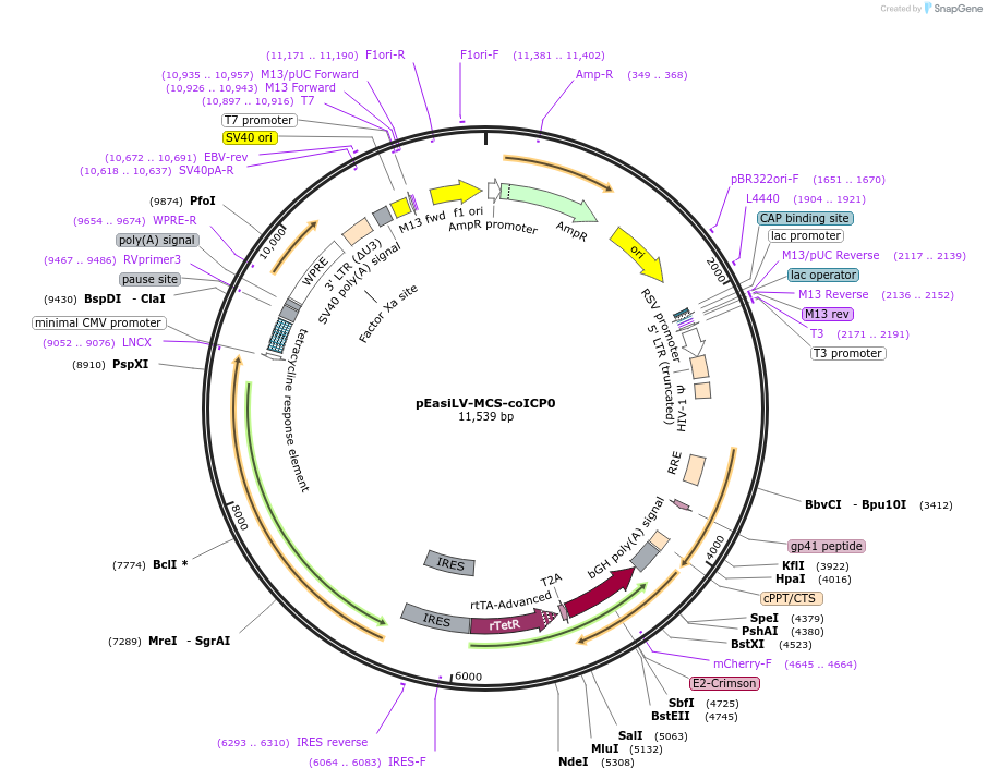 235545-plasmid-map-sequence-id-472880