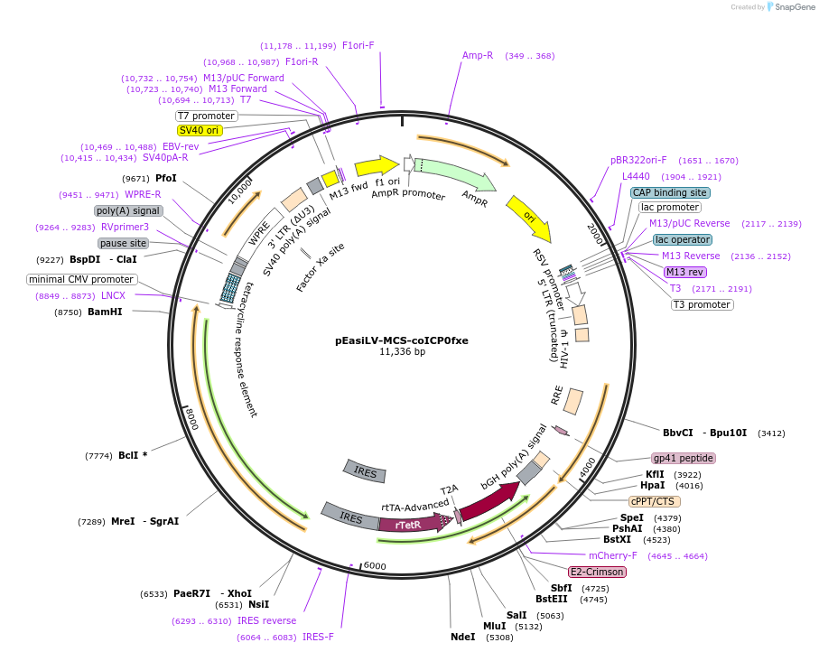 235546-plasmid-map-sequence-id-472889