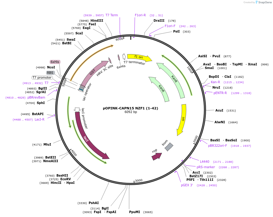 235644-plasmid-map-sequence-id-472916