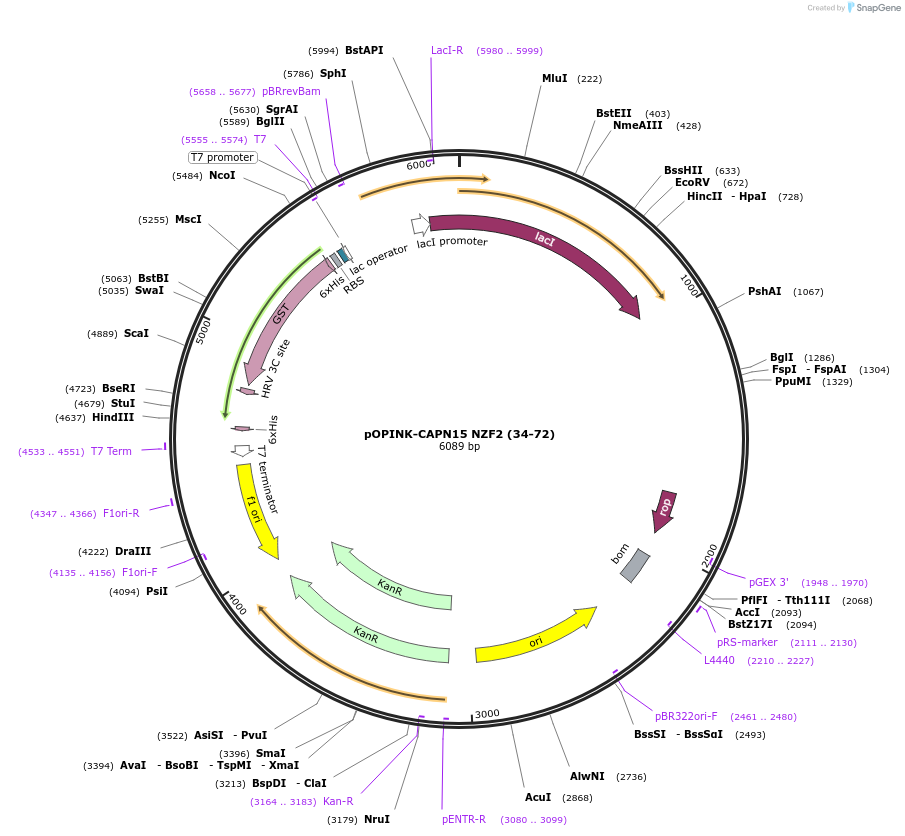 235645-plasmid-map-sequence-id-472918