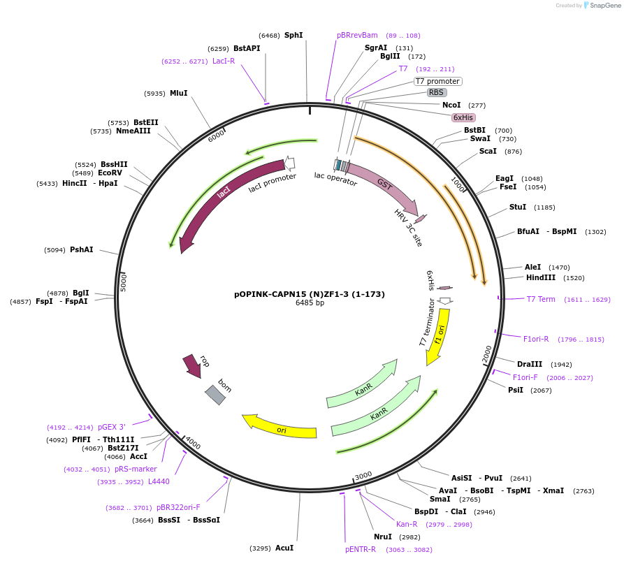 235646-plasmid-map-sequence-id-472922