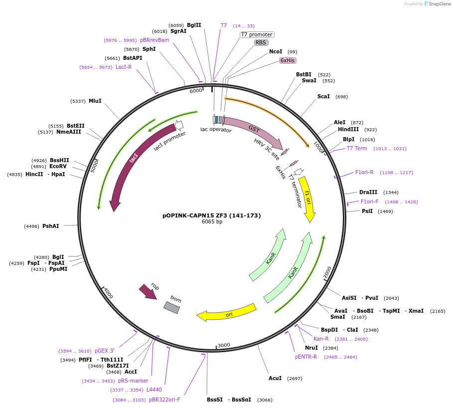 235647-plasmid-map-sequence-id-472923