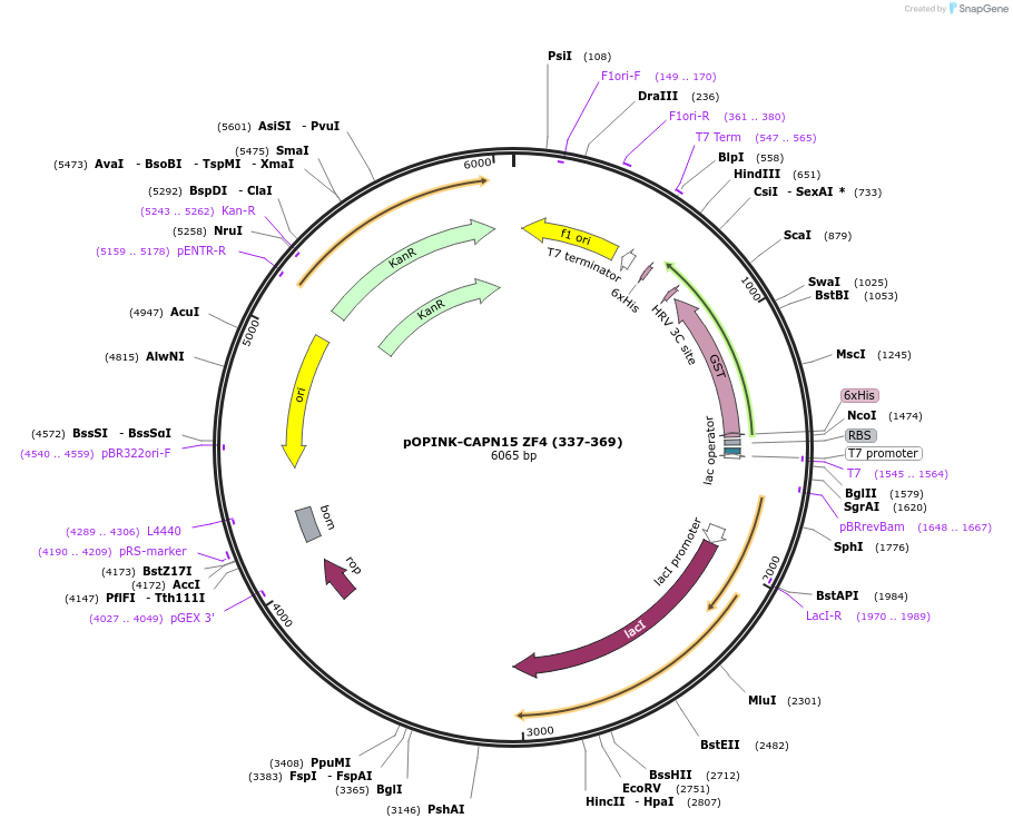 235648-plasmid-map-sequence-id-472924