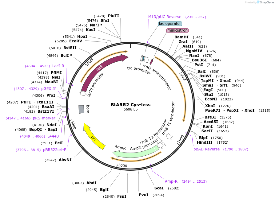 236273-plasmid-map-sequence-id-472926