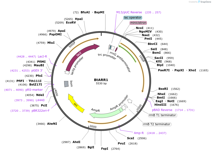 236262-plasmid-map-sequence-id-472929