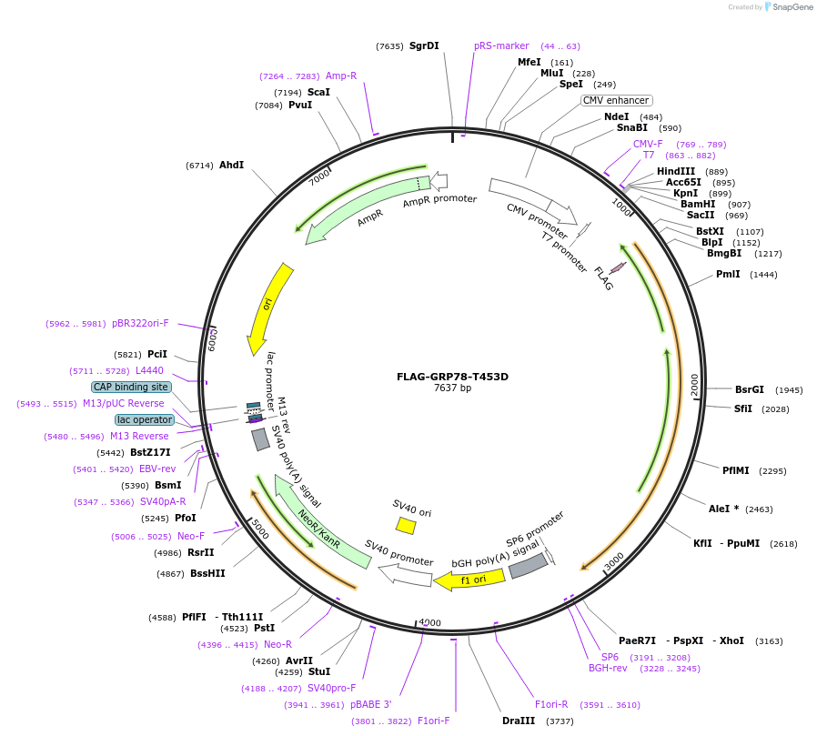235209-plasmid-map-sequence-id-472930