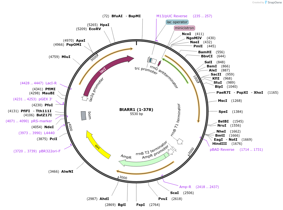 236264-plasmid-map-sequence-id-472931