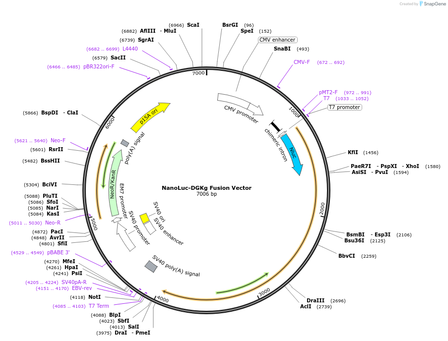 237186-plasmid-map-sequence-id-472936