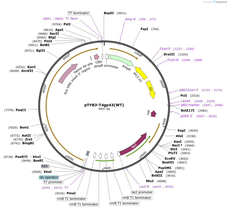 228203-plasmid-map-sequence-id-472938