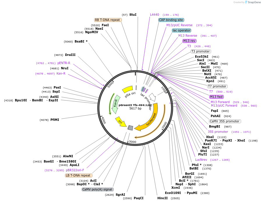 44467-plasmid-map-sequence-id-472941