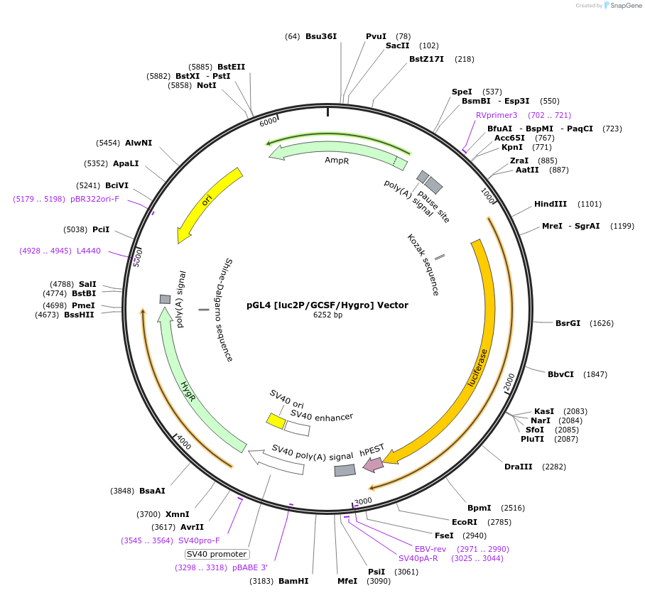 236823-plasmid-map-sequence-id-472952