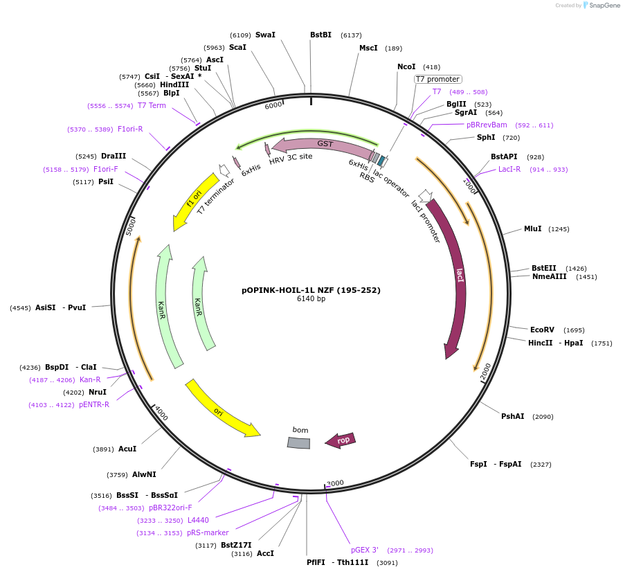235650-plasmid-map-sequence-id-472953