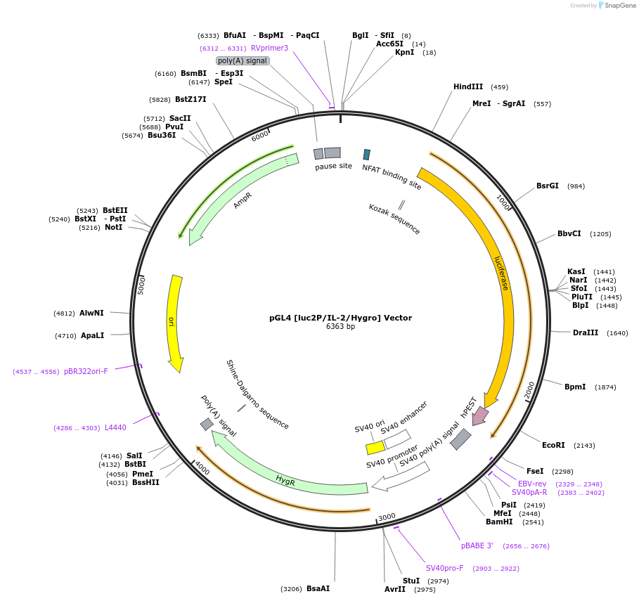 236930-plasmid-map-sequence-id-472961