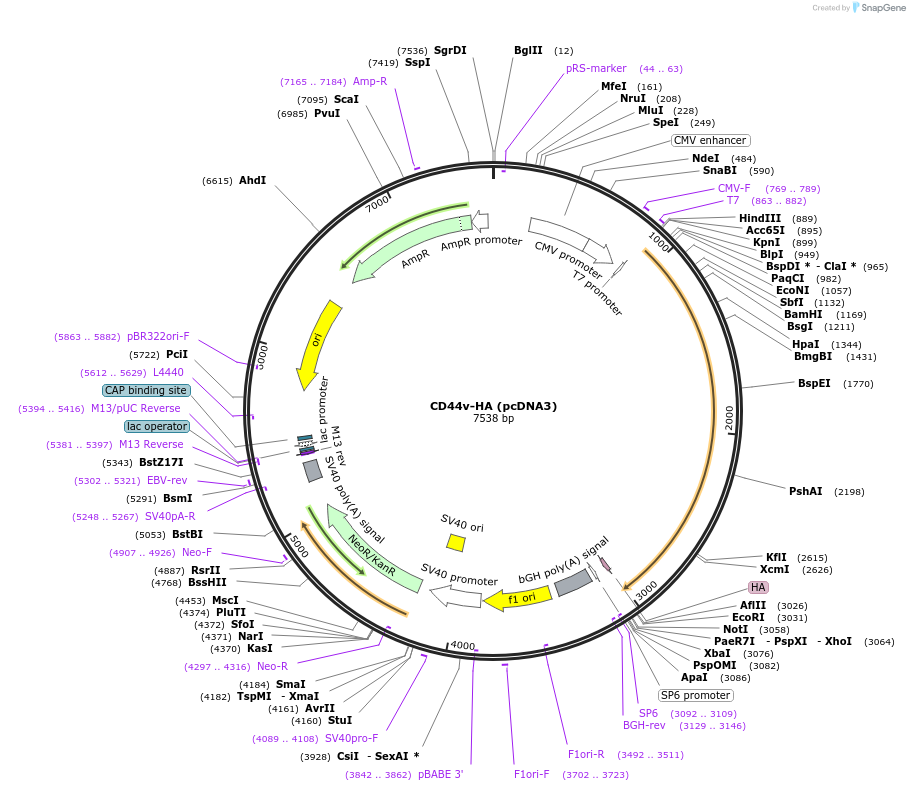 238417-plasmid-map-sequence-id-472962