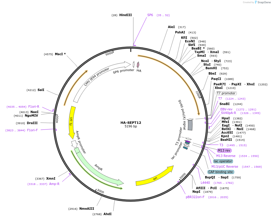 232459-plasmid-map-sequence-id-473025