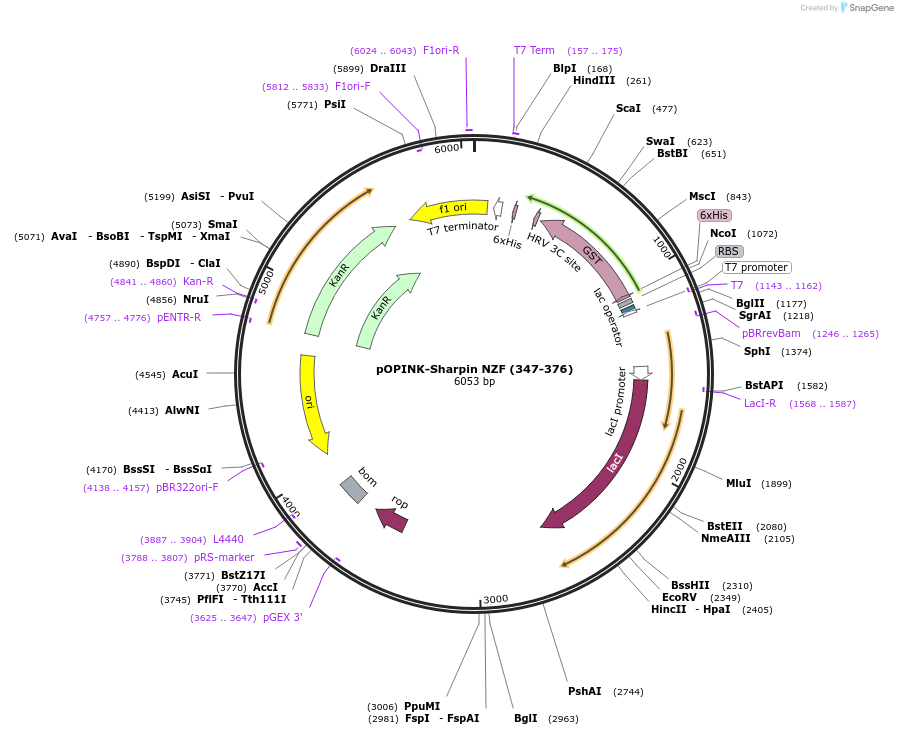 235651-plasmid-map-sequence-id-473026