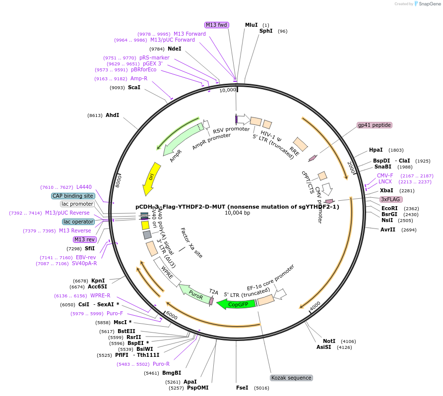 232947-plasmid-map-sequence-id-473043