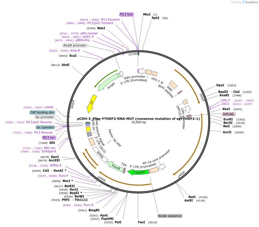 232948-plasmid-map-sequence-id-473044