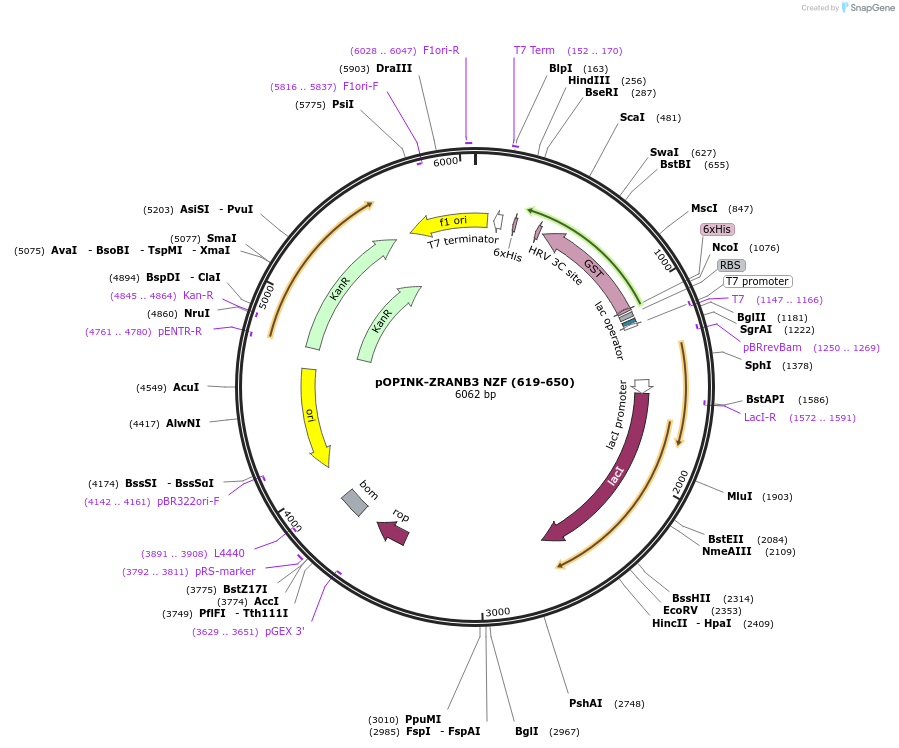 235654-plasmid-map-sequence-id-473102