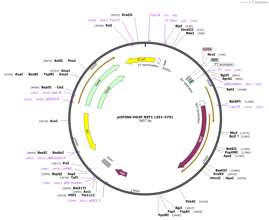 235655-plasmid-map-sequence-id-473104