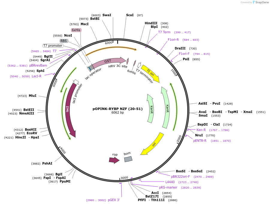 235652-plasmid-map-sequence-id-473106