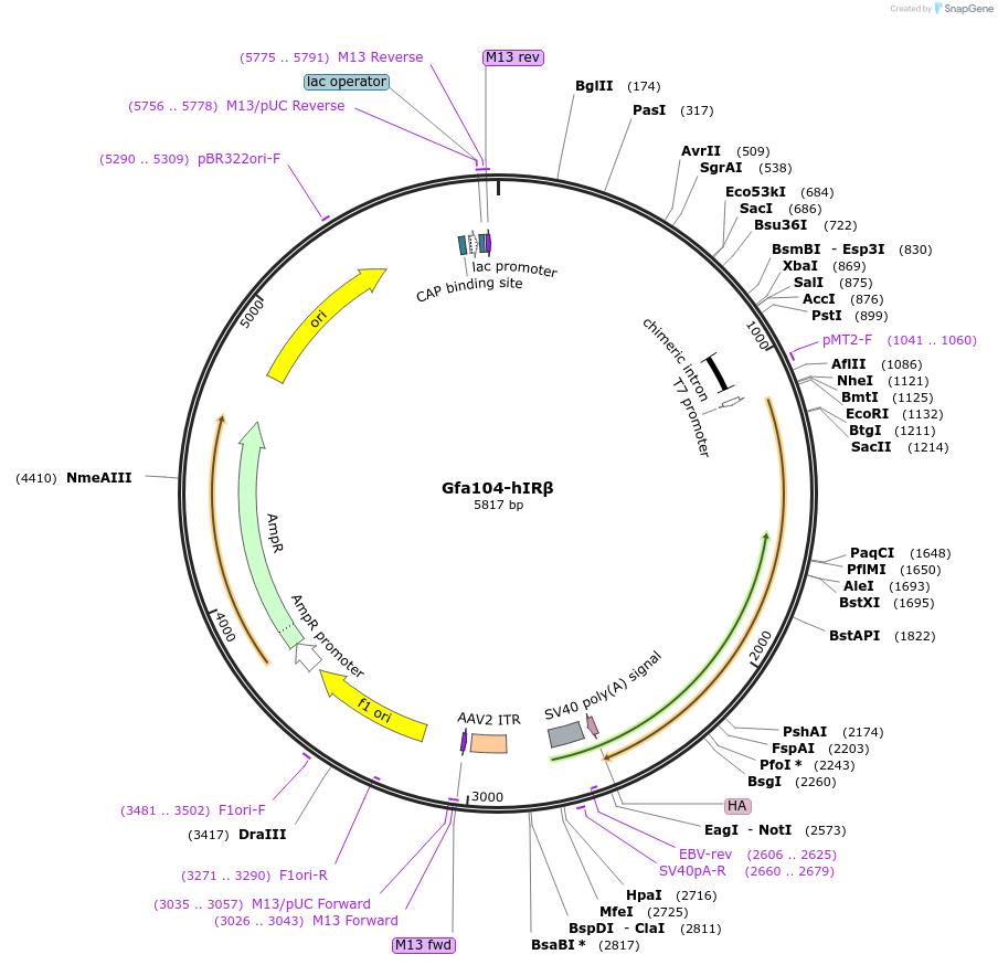 236227-plasmid-map-sequence-id-473107