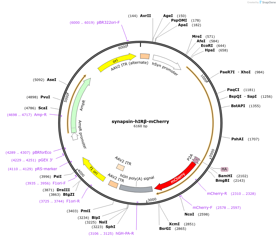 228449-plasmid-map-sequence-id-473108