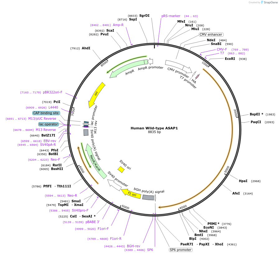 235212-plasmid-map-sequence-id-473109