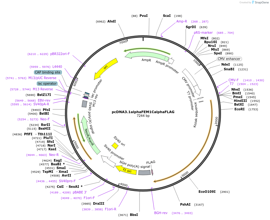 236462-plasmid-map-sequence-id-473150