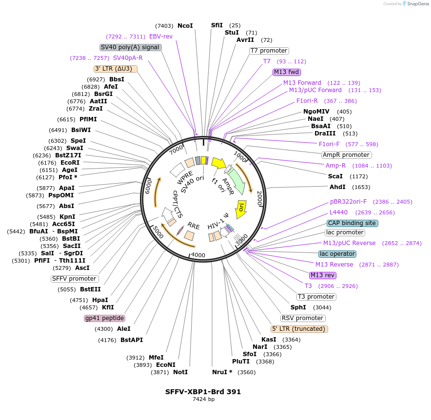 219315-plasmid-map-sequence-id-473155