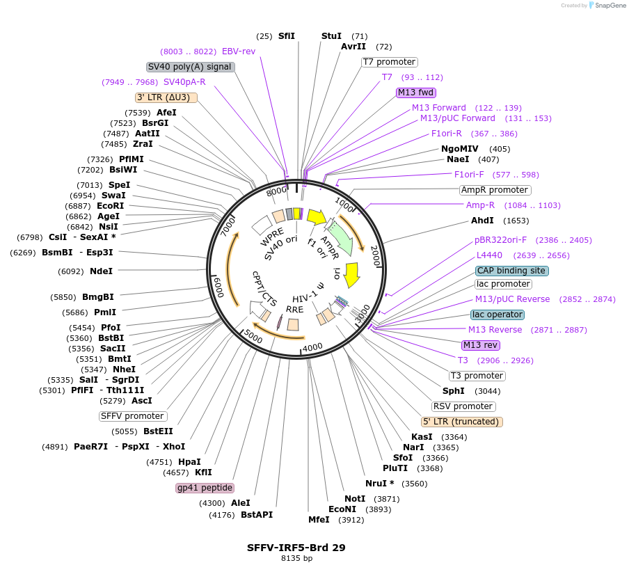219011-plasmid-map-sequence-id-473164