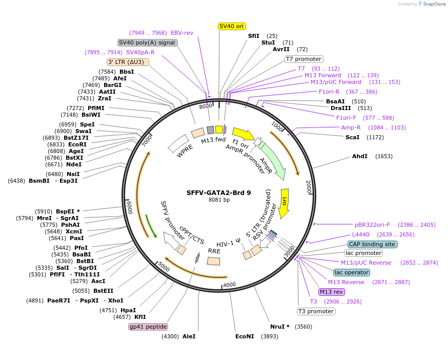 218993-plasmid-map-sequence-id-473167