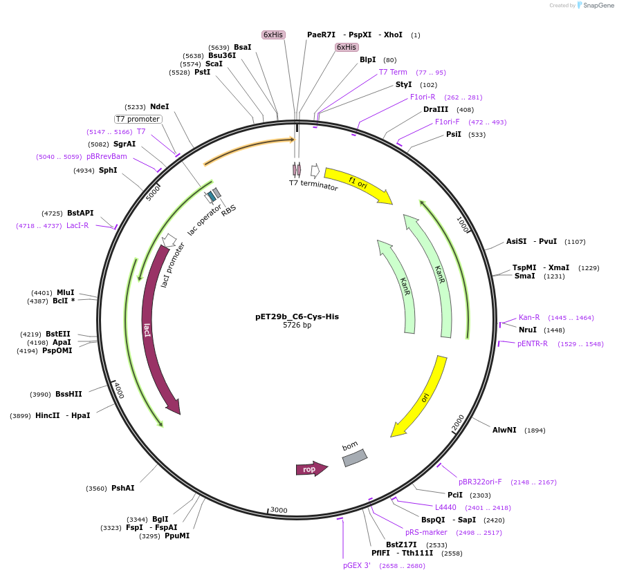 233323-plasmid-map-sequence-id-473168