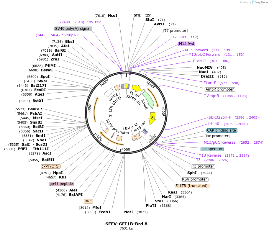 218992-plasmid-map-sequence-id-473173